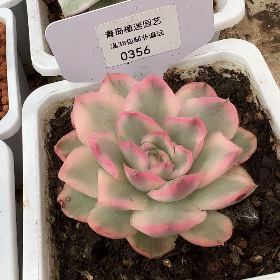 0356紫蝴蝶锦多肉植物