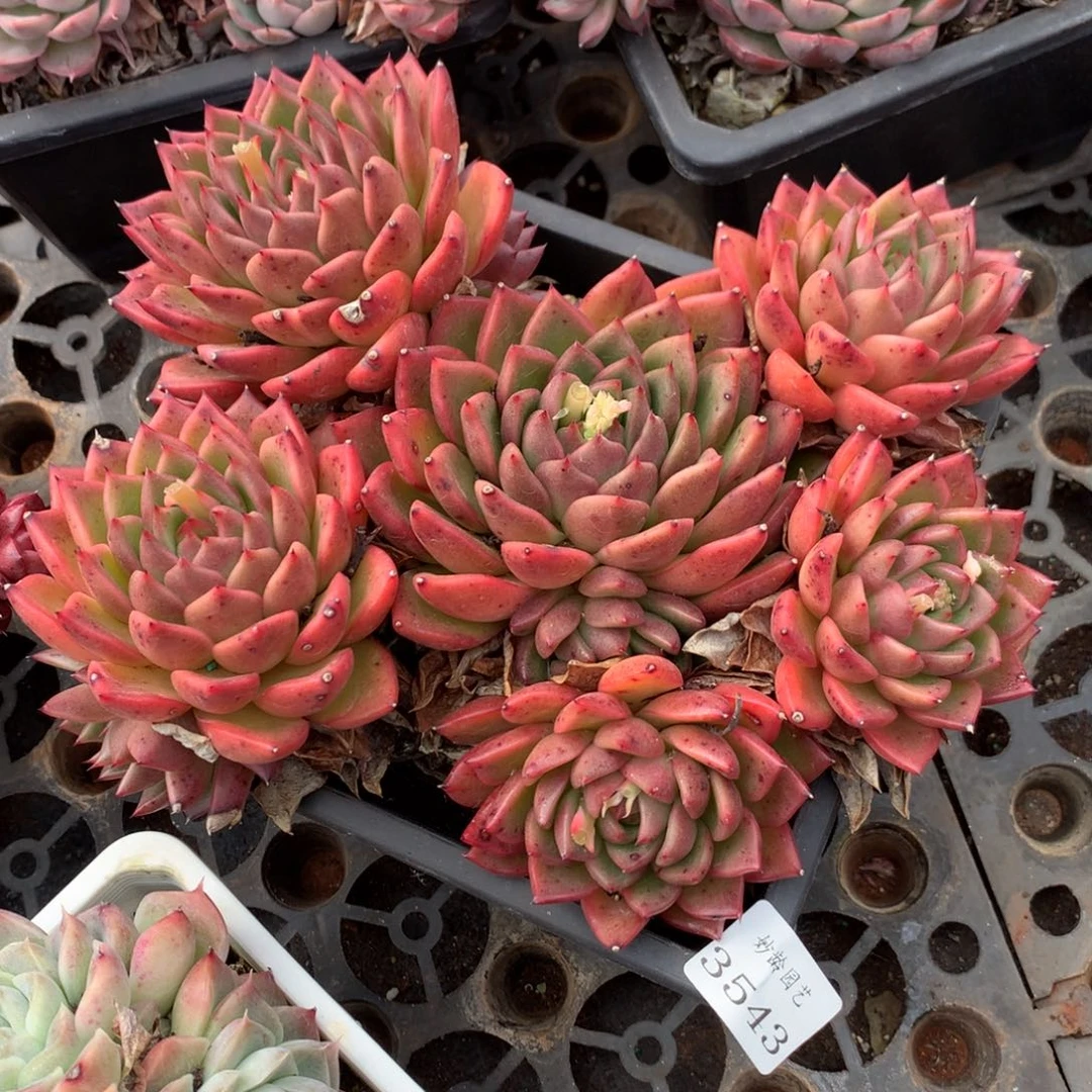 3543杂交精品基地21厘米