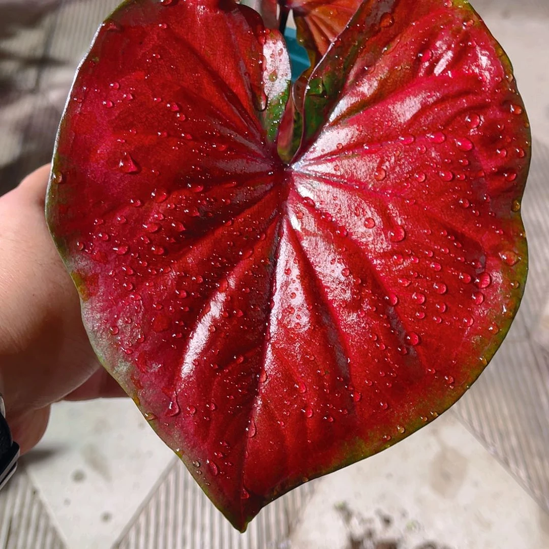 完全开放763泰彩