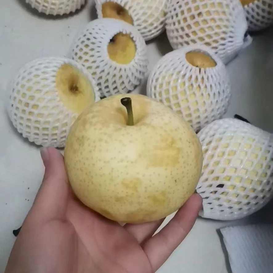 黄金水晶梨大果，当季水果新鲜采摘