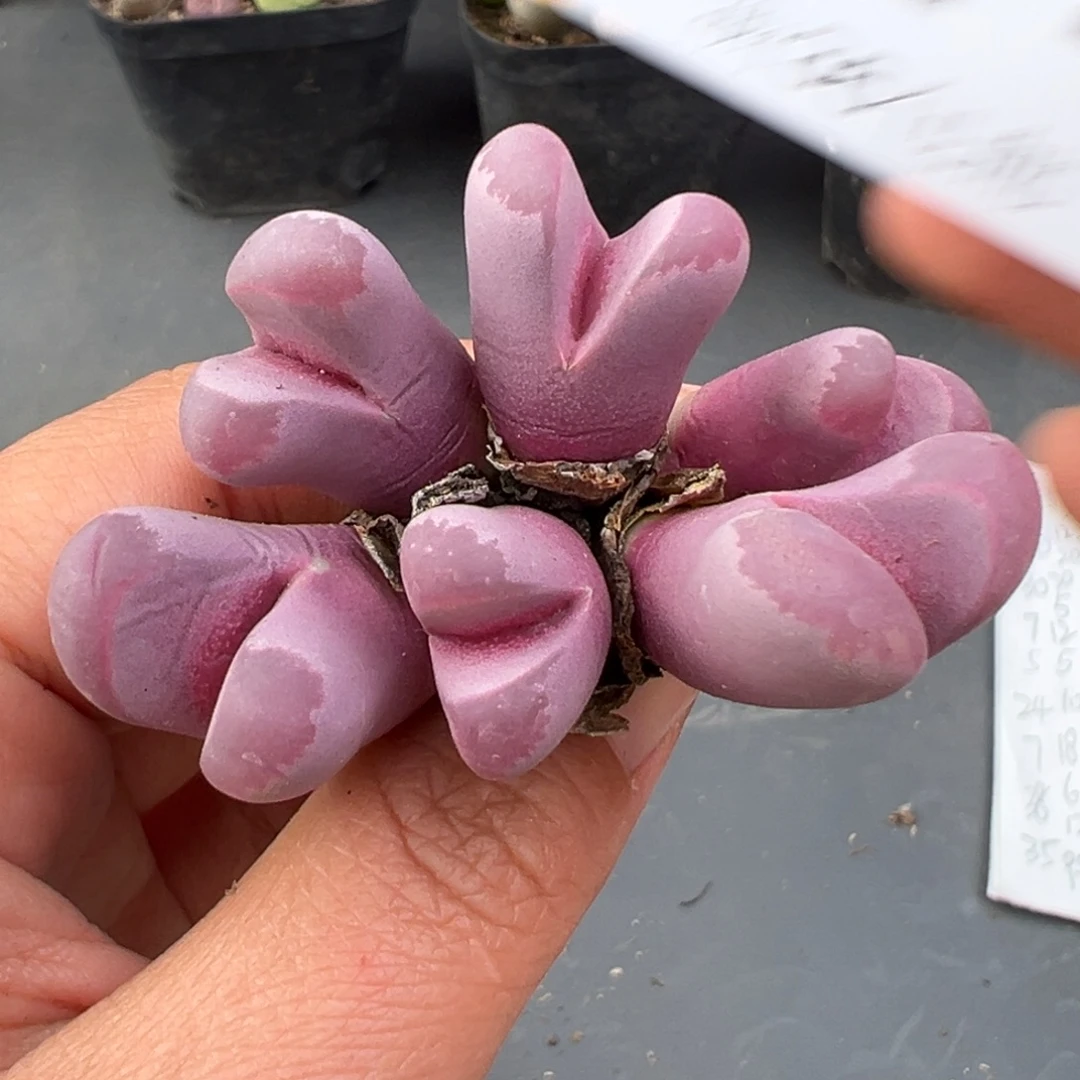 11.19好看的多肉脱土发货874