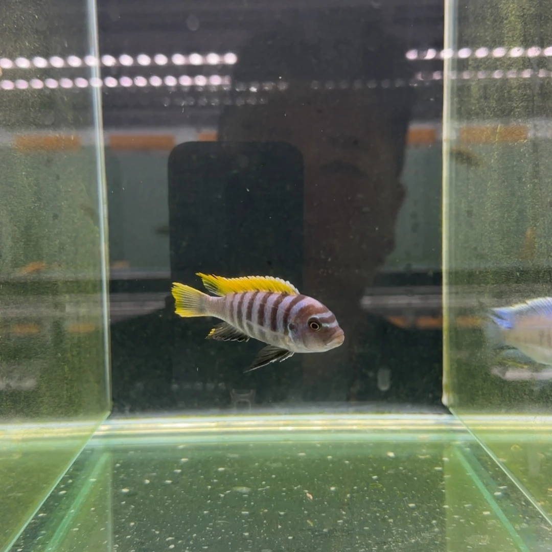 哥***特慈鲷萨伊蓝一条^_^^_^