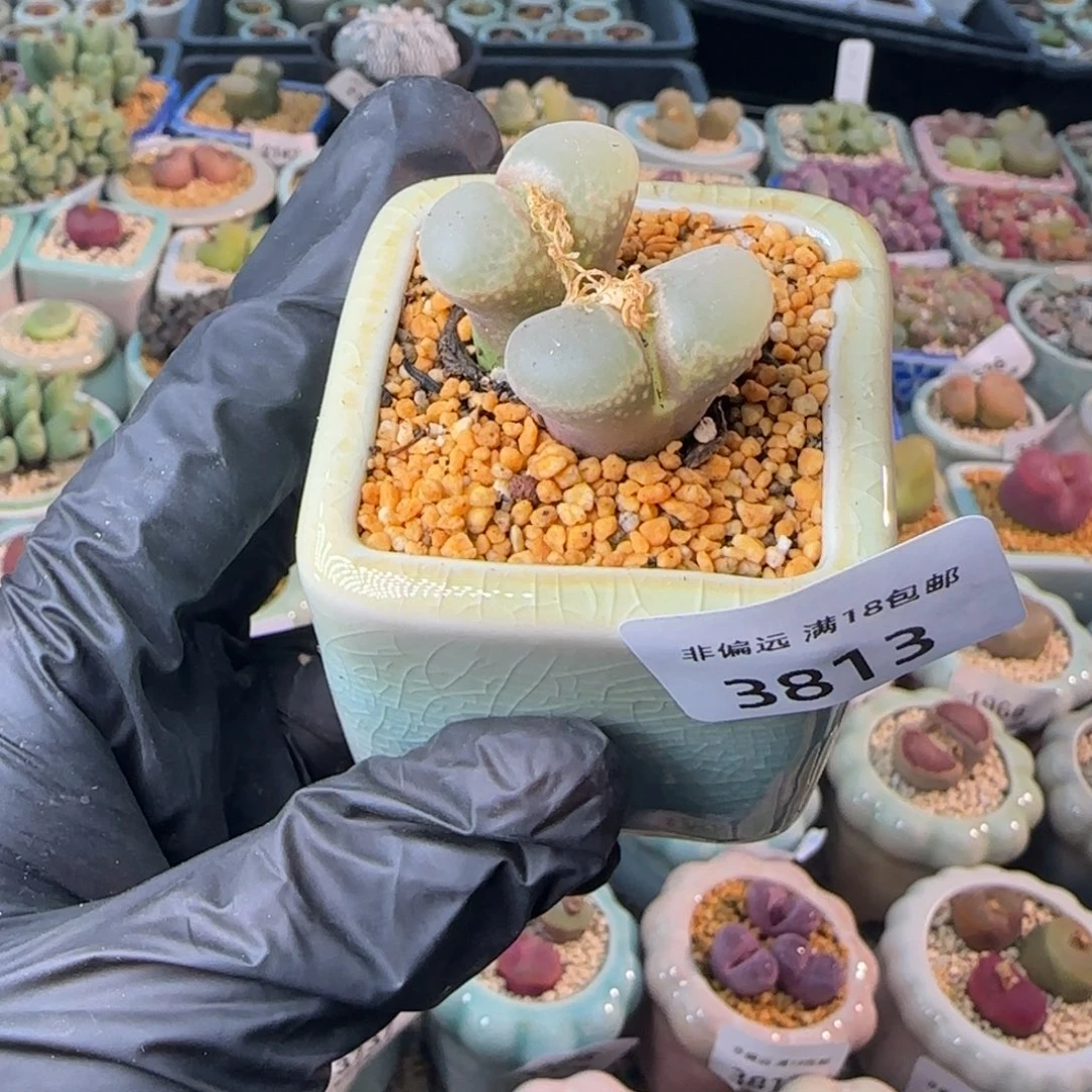 3813--一物一拍 带盆