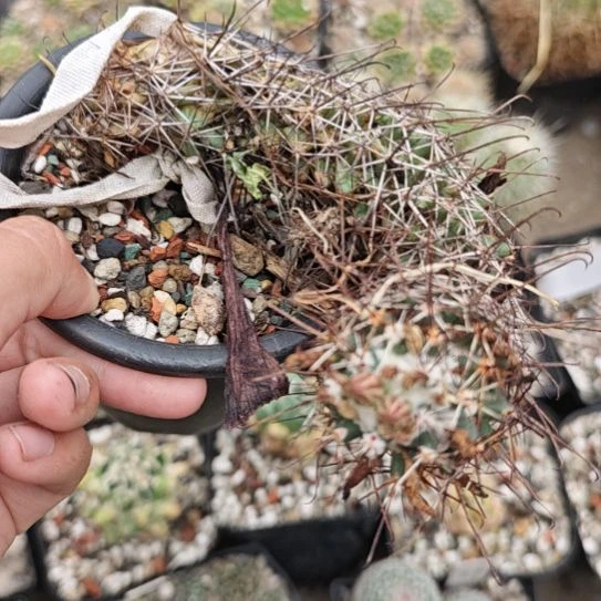 巨老实生播种带大一颗