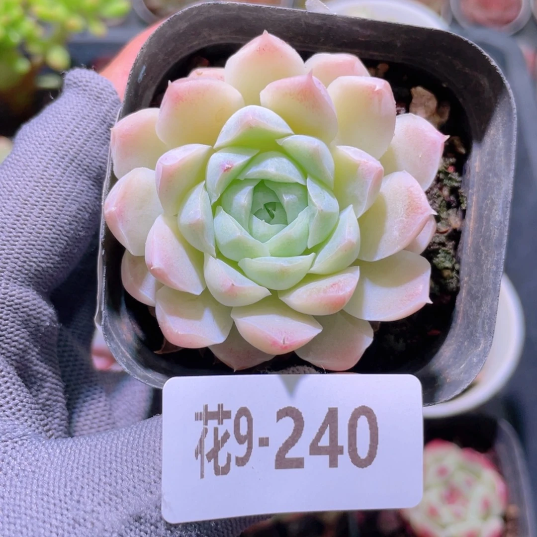 花利美 9-240白月影