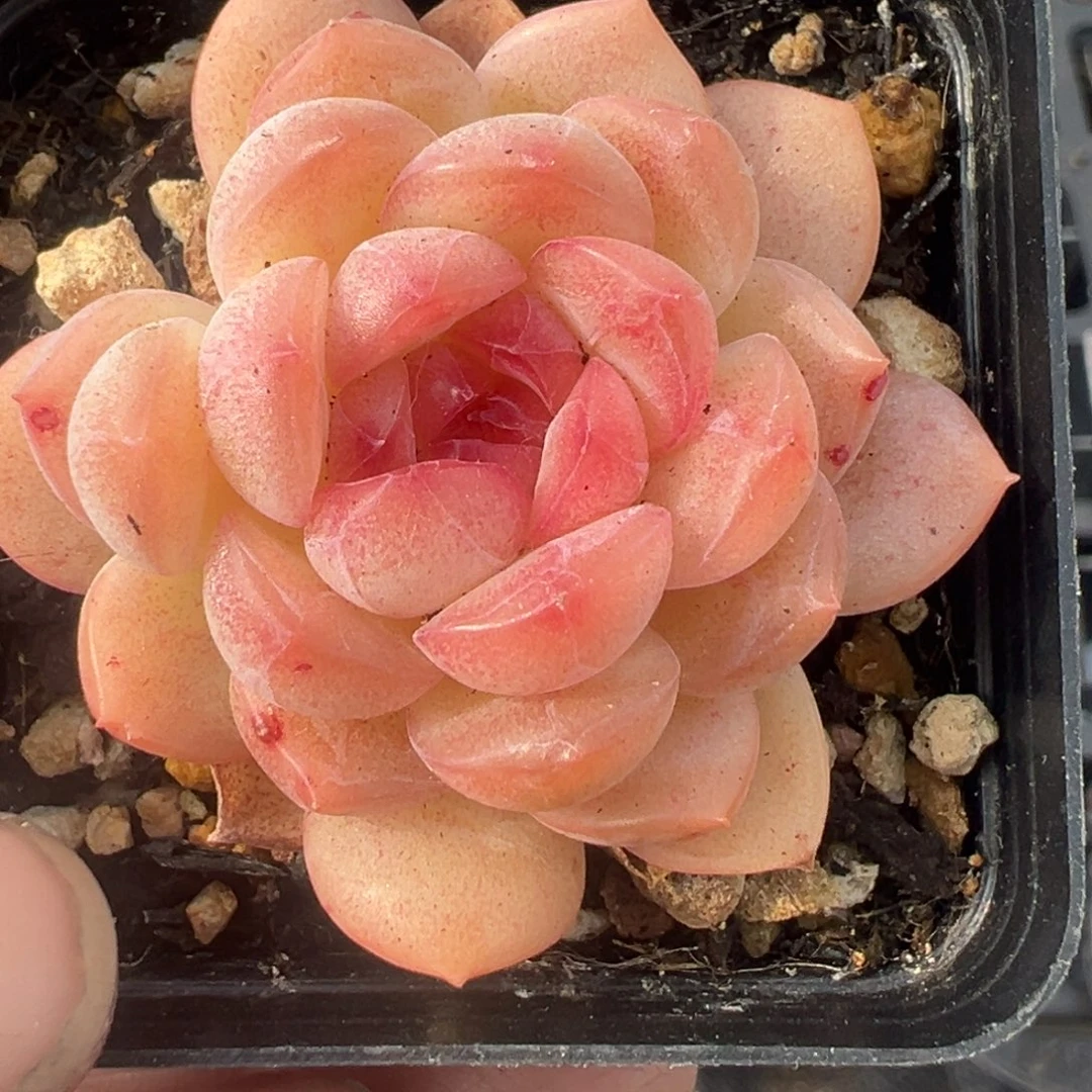 小卡拉米糖心一物一拍