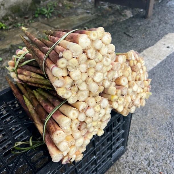 【八月笋】冬笋实竹笋刺竹笋秋笋新鲜竹笋带壳发货5斤起