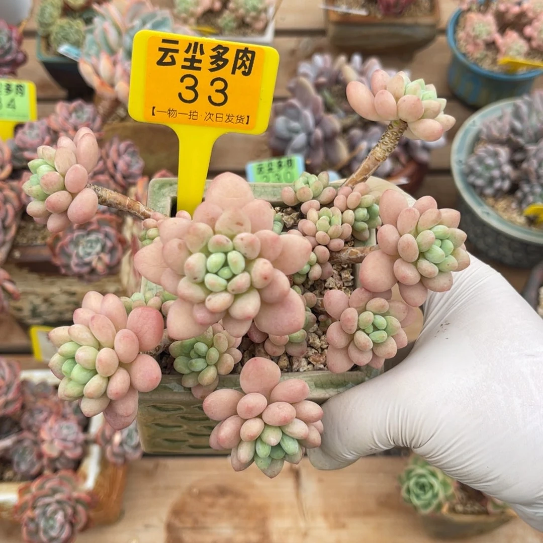 云尘多肉一物一拍33不含盆