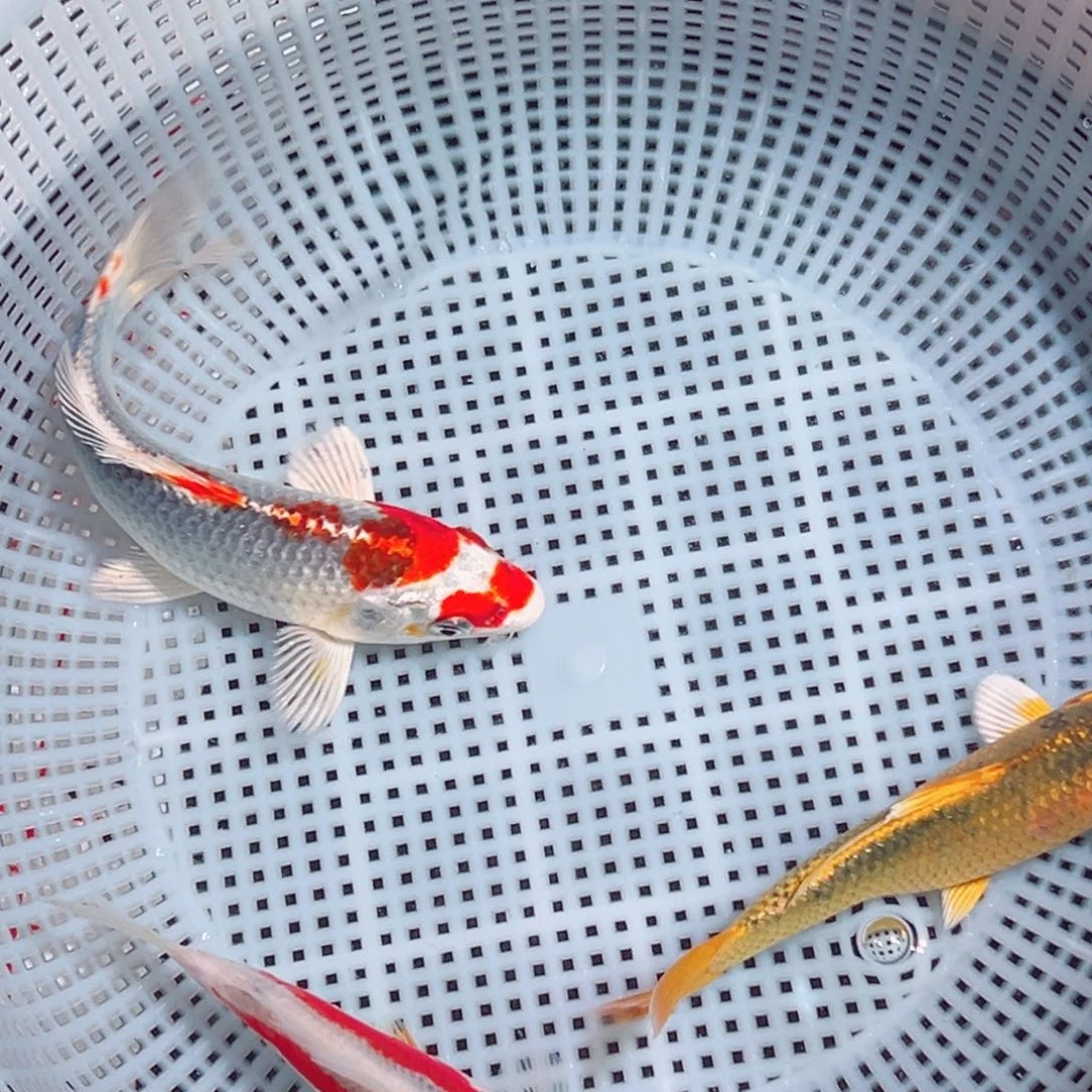 锦鲤锦鲤观赏鱼1111