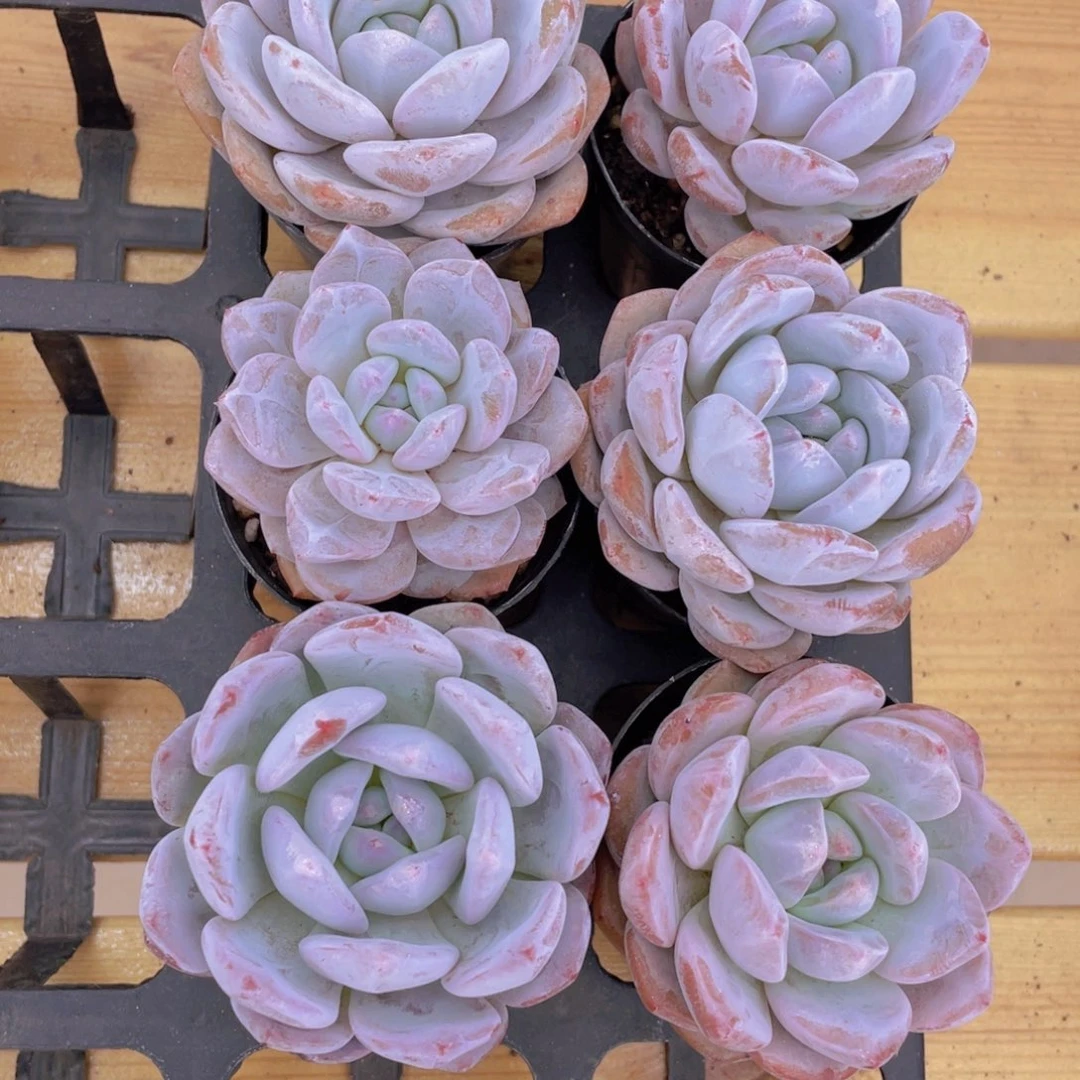 1582号 丸叶雪花橙单头一个