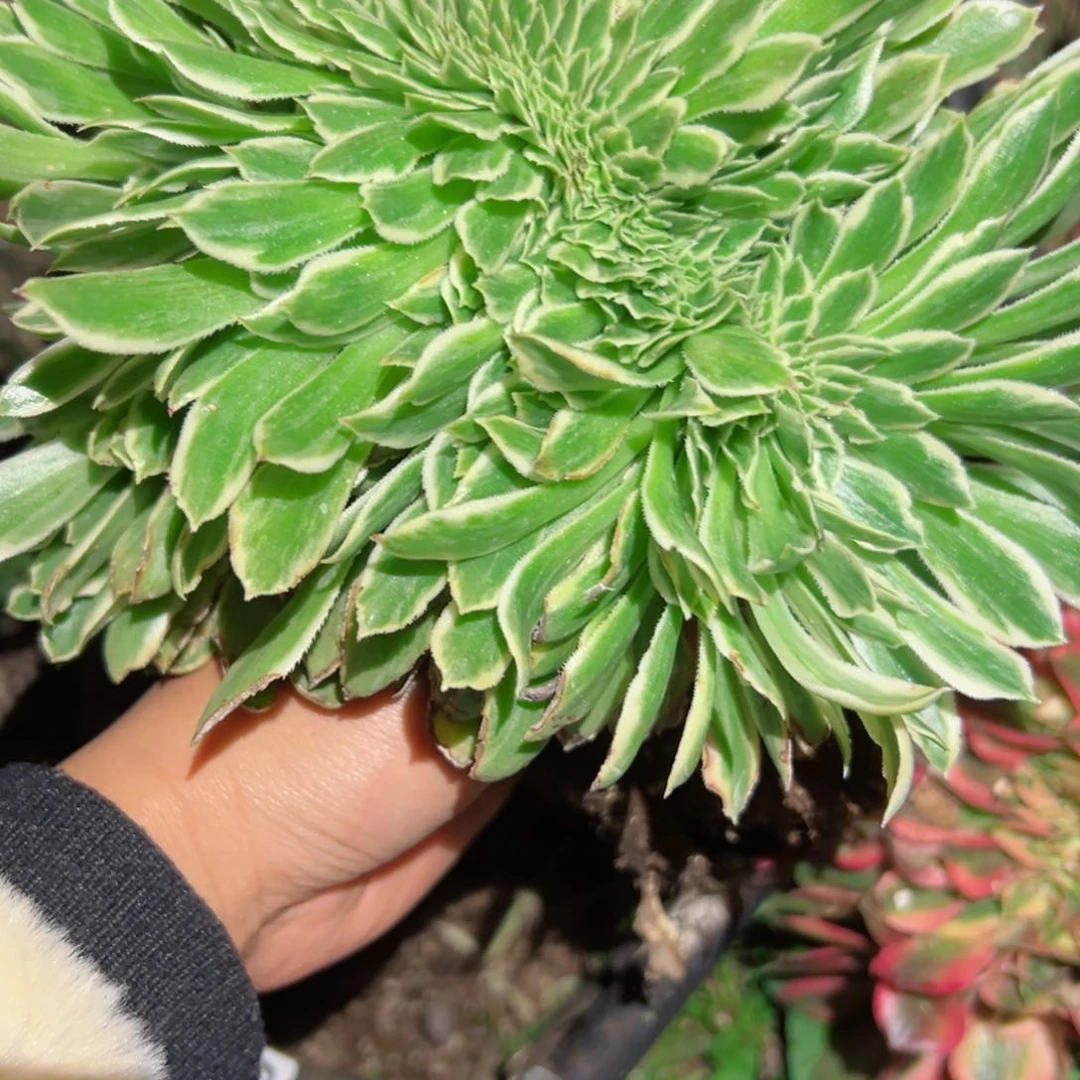 14 号多肉植物法师新年福利