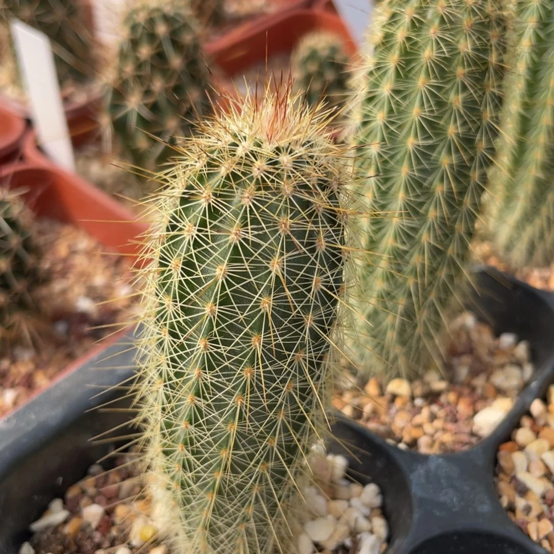 鹿角柱实生仙人球鲜红虾