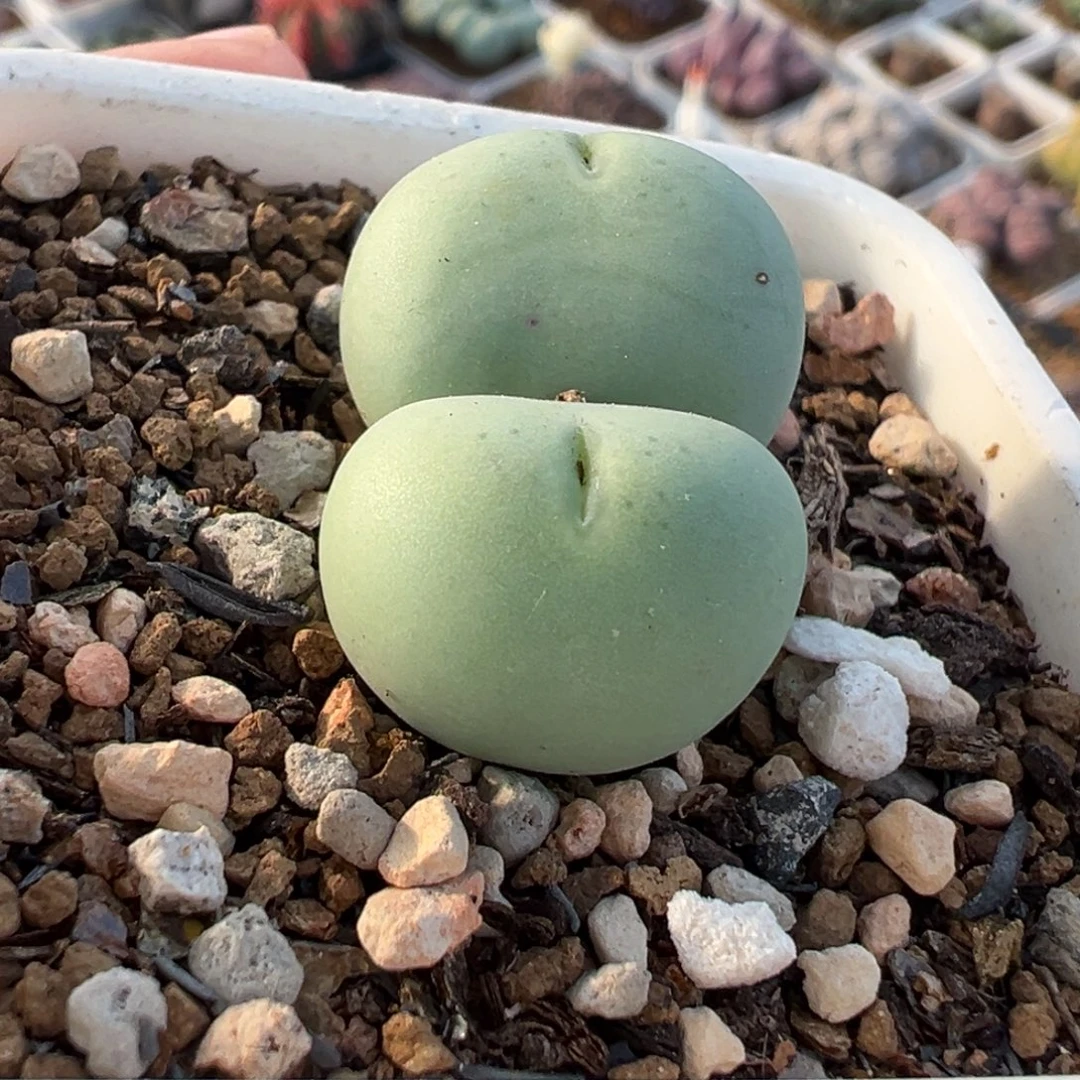 爱心奶拳多肉植物盆栽植物