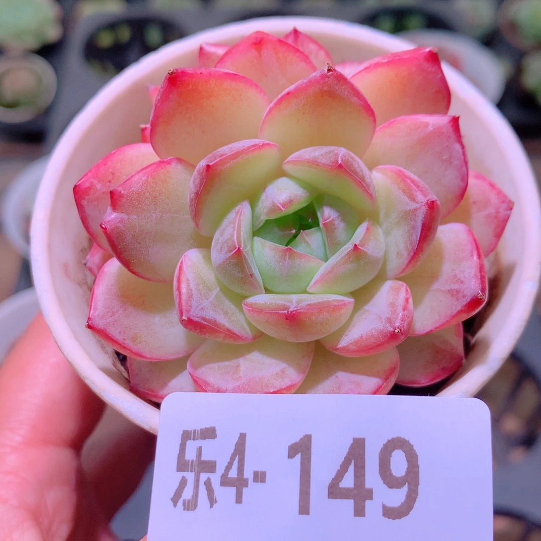 乐然4-149 新品双头