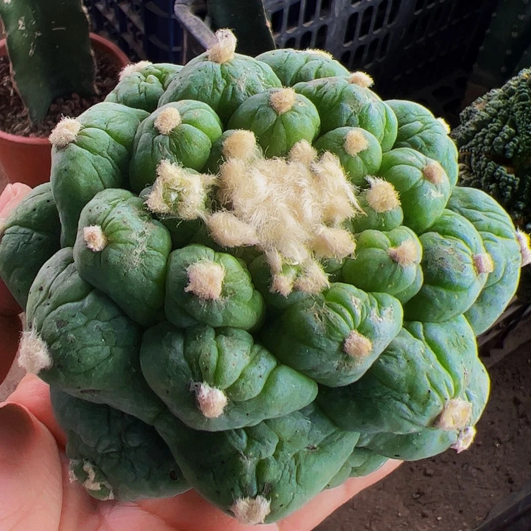 无花朵福利大尤仙有侧芽881
