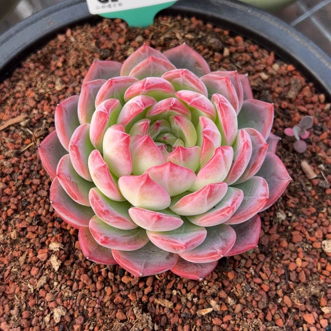 从前慢多肉精选编号0208.17