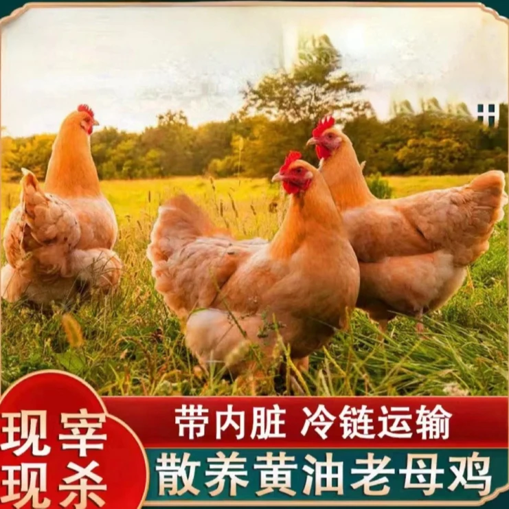 【5只老母鸡】放养2年黄油老母鸡 带内脏 5只净重10斤以上