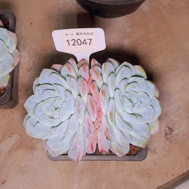 E*a冰玉一物一拍12047