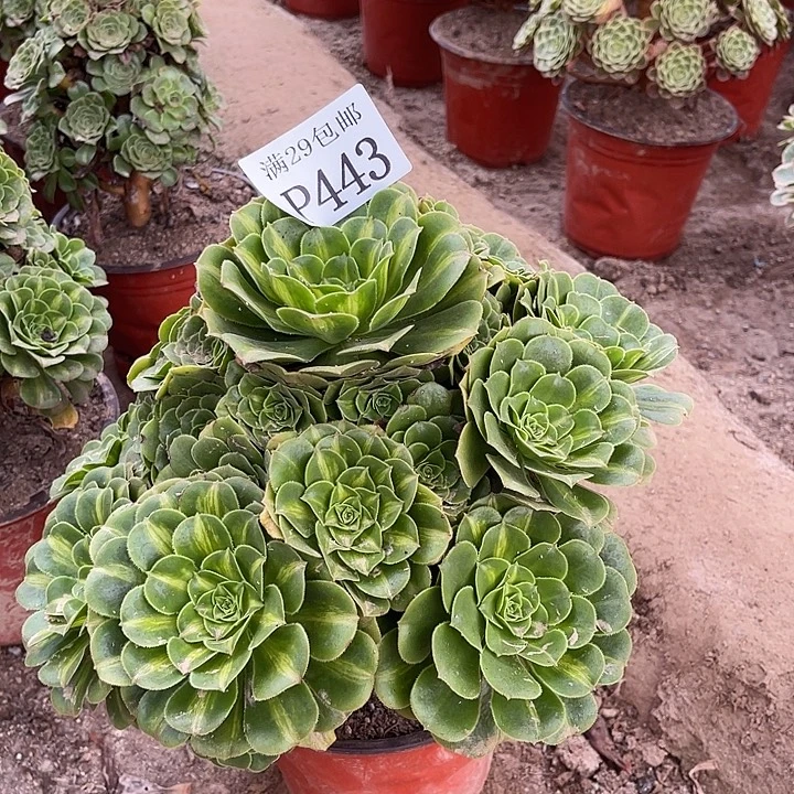443翡翠琉璃多肉植物
