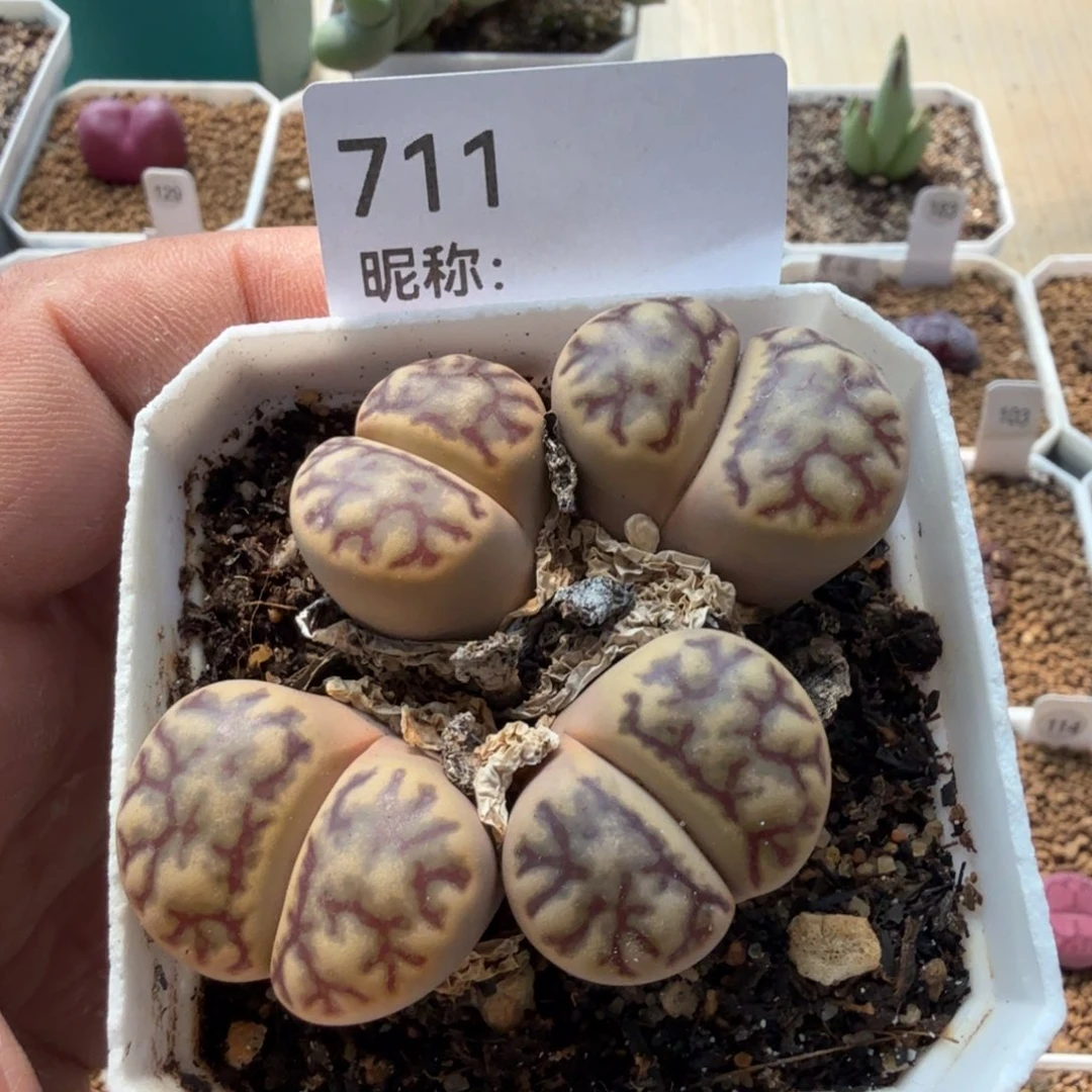 多肉植物多肉植物多肉植物