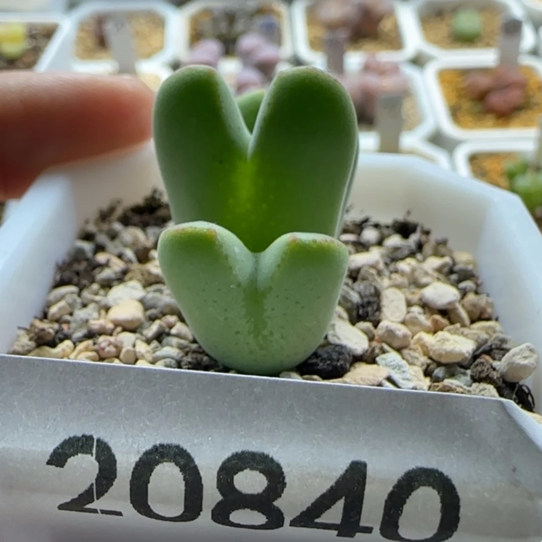 【闪购商品】20840。
