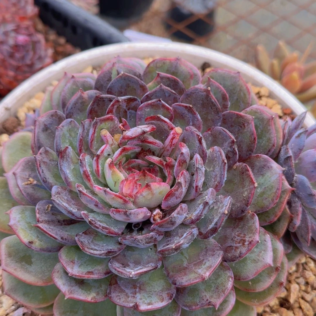 【闪购商品】母本单头蓝色妖姬