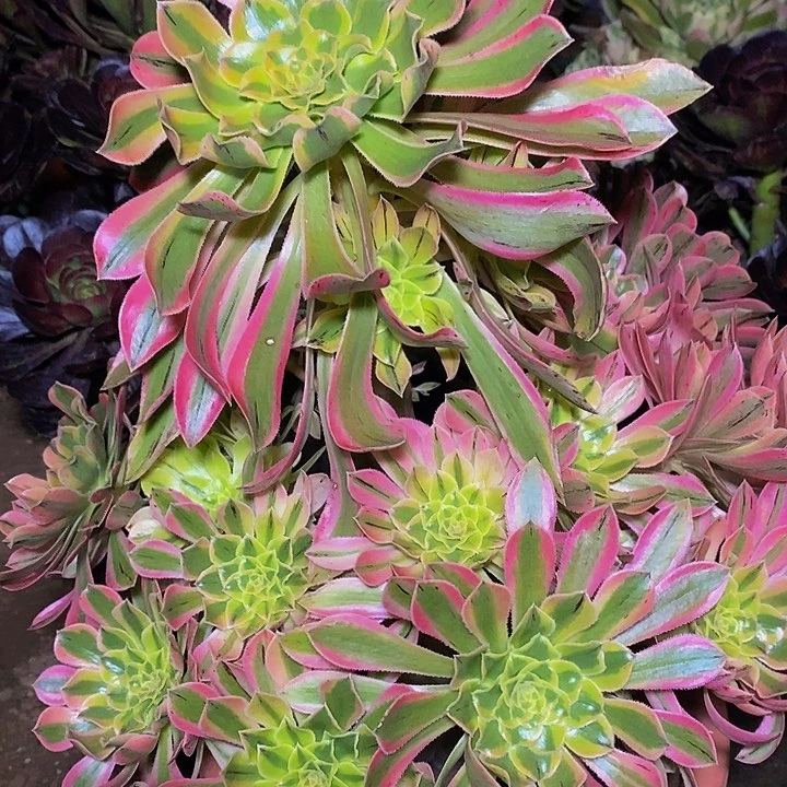 多肉植物保护研究所