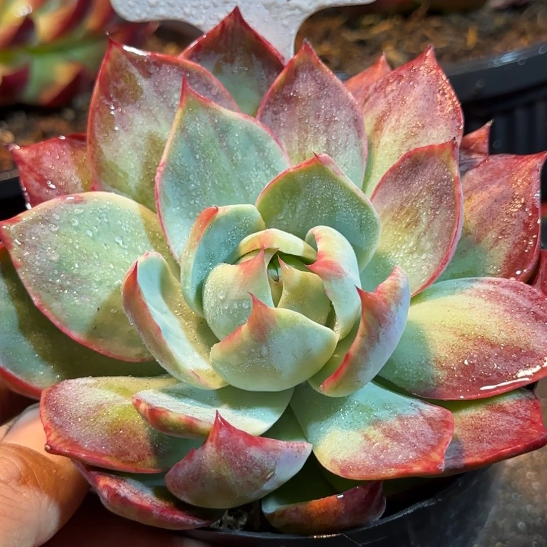 惊鸿一物一拍包装收缩花旱133