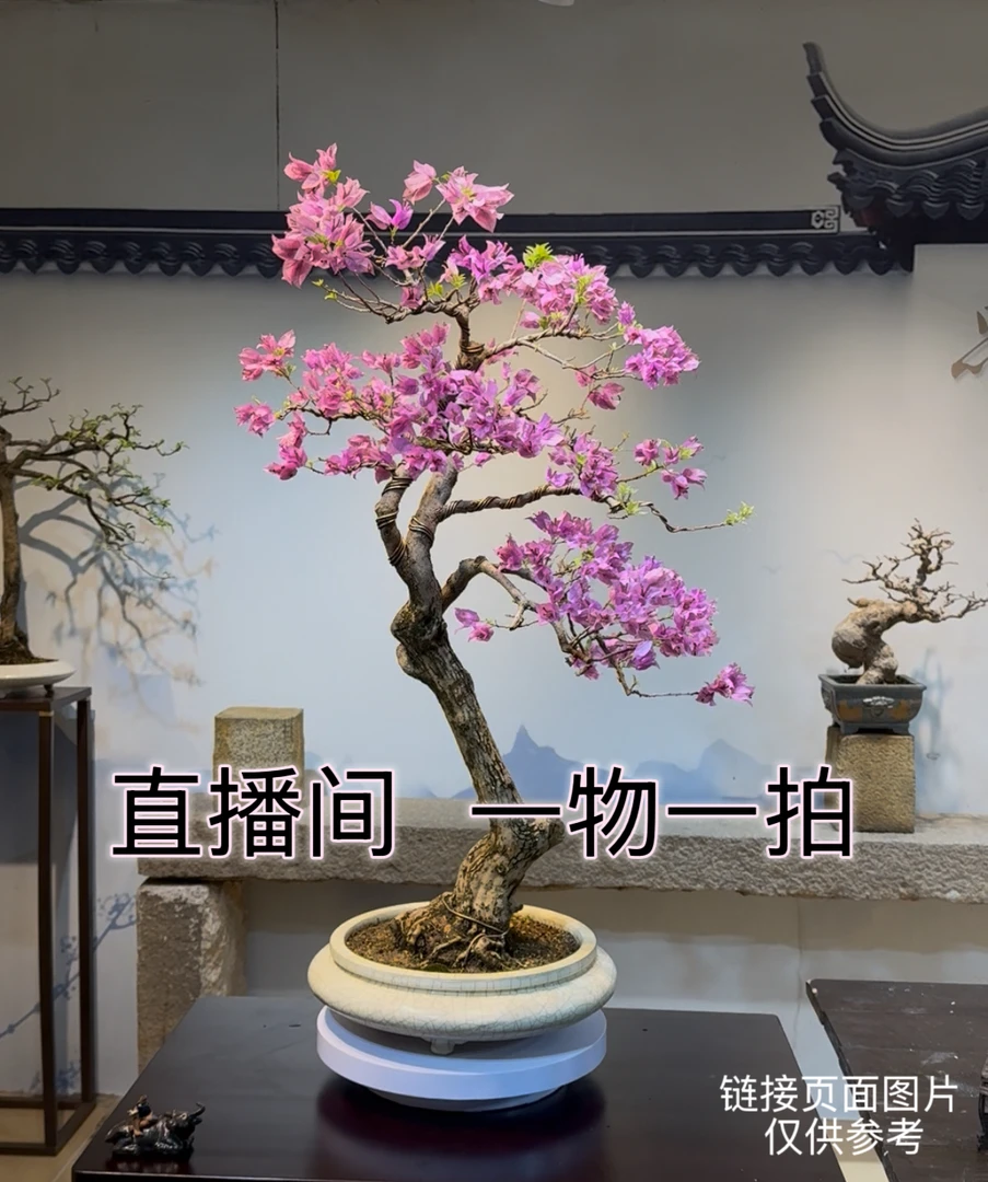 2号链接三角梅一物一拍(以直播间实物为准)