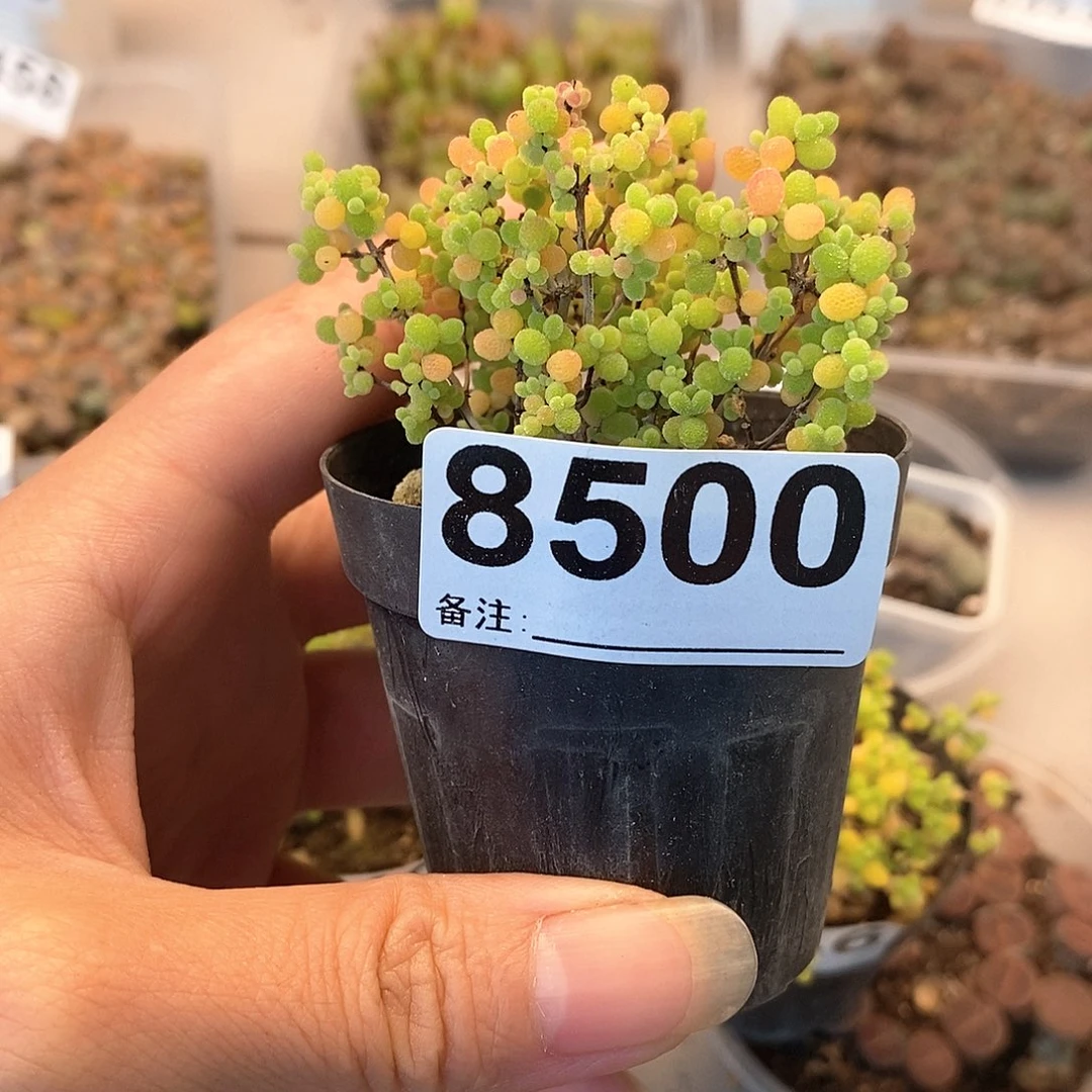 天***心8500蜜桔快快乐乐