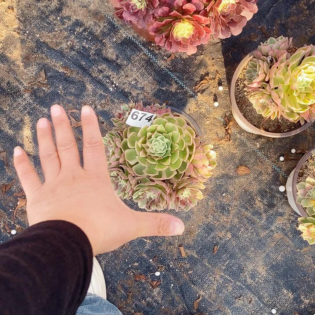 木***花674海王冠服20公分左右