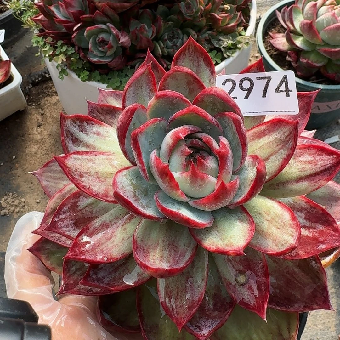 惊鸿仙子 2974............