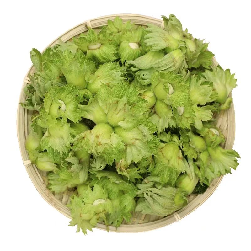 精挑细选新鲜绿皮水仁大榛子新货带绿皮水瓤送钳子