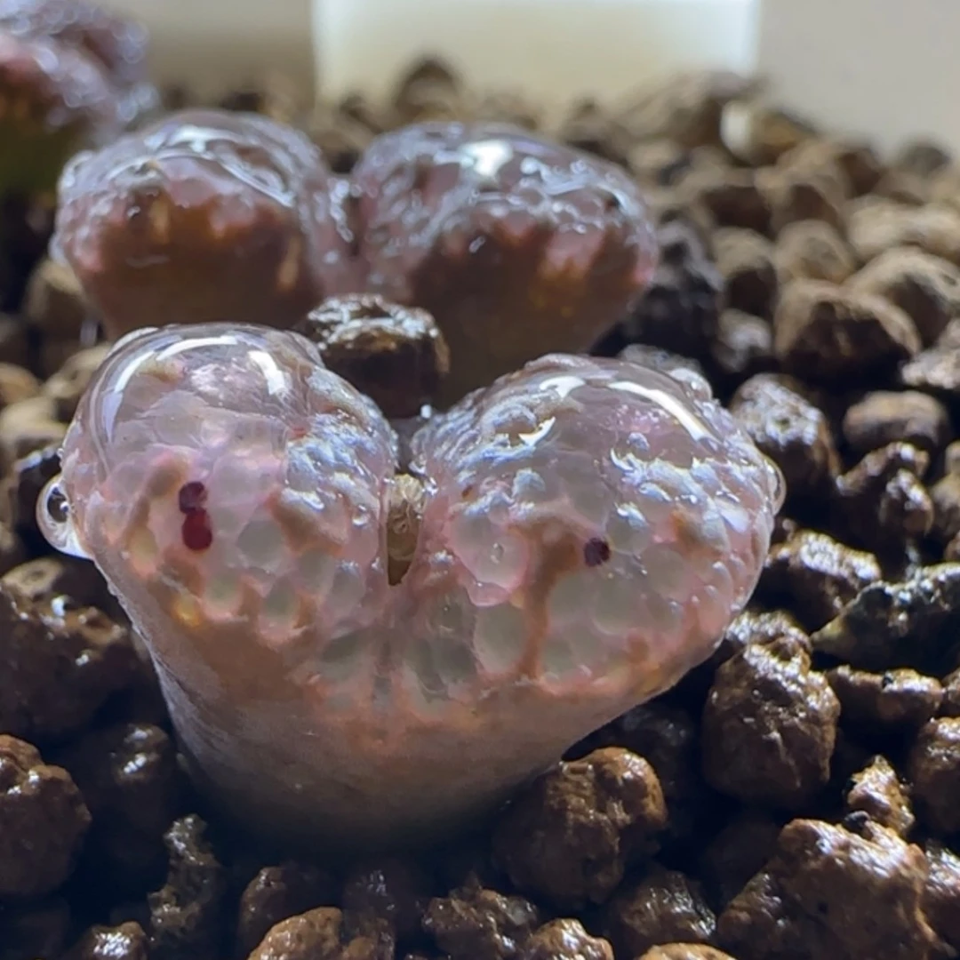 【闪购商品】21006