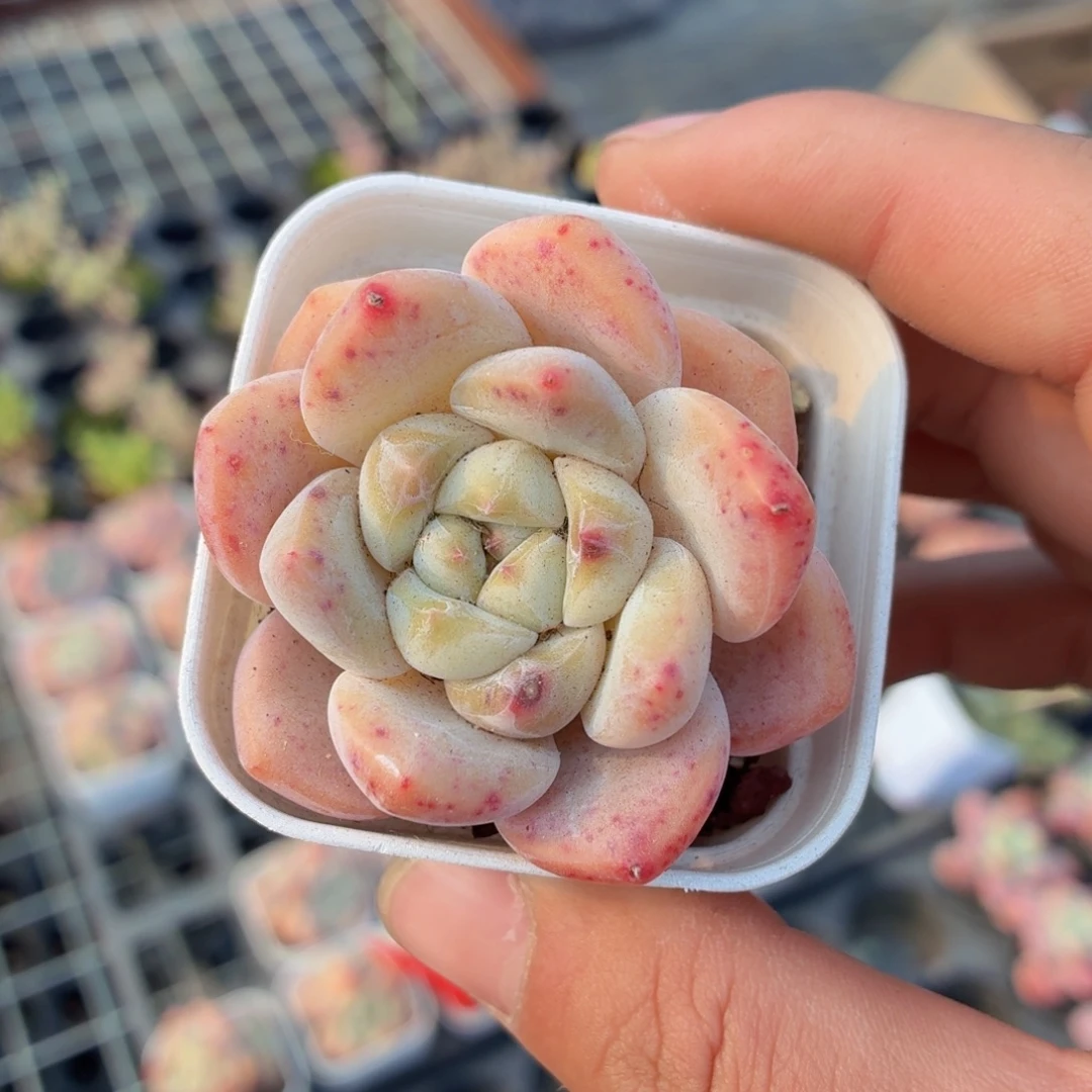 刚毅多肉9.9包邮发货
