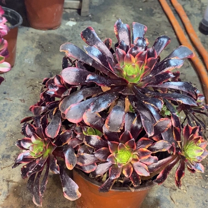 欧嘉莉多肉植物40