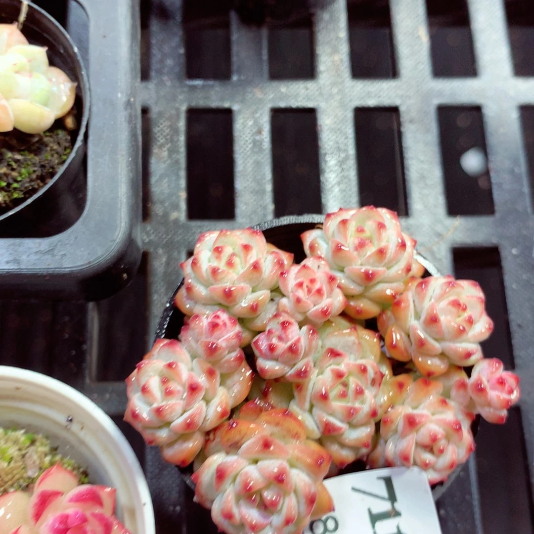 5厘米盆精控多肉711