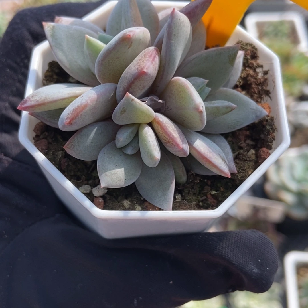 539德国香槟多肉植物