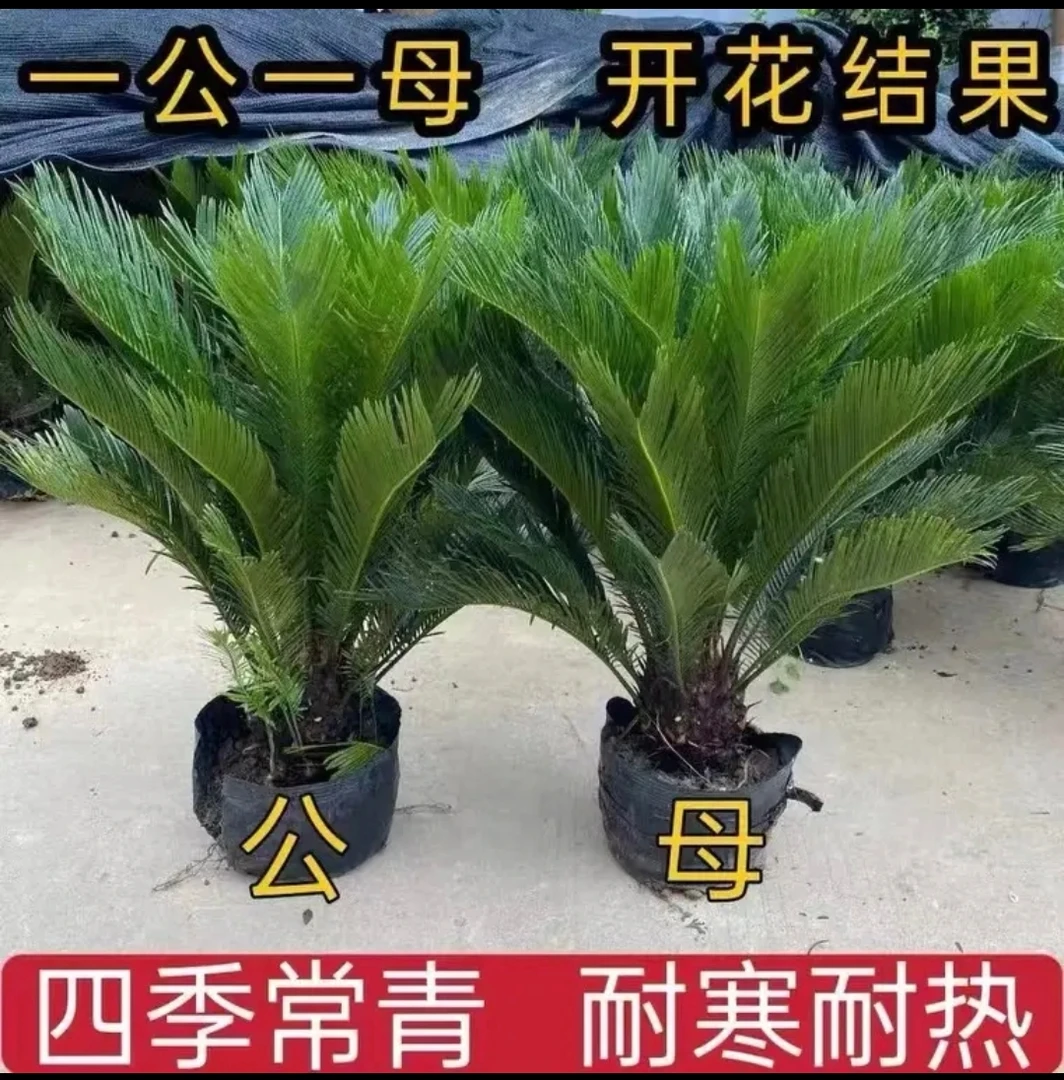 红头苏铁盆景铁树盆栽室内外绿植净化空气旺宅四季常青植物
