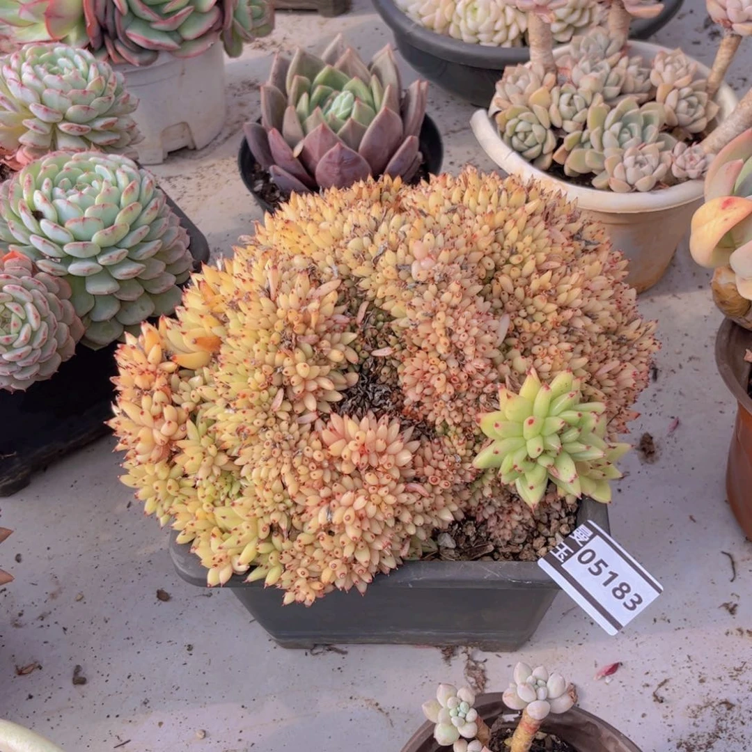 虎鲸多肉植物05183