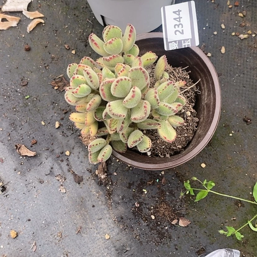 【闪购商品】熊2344
