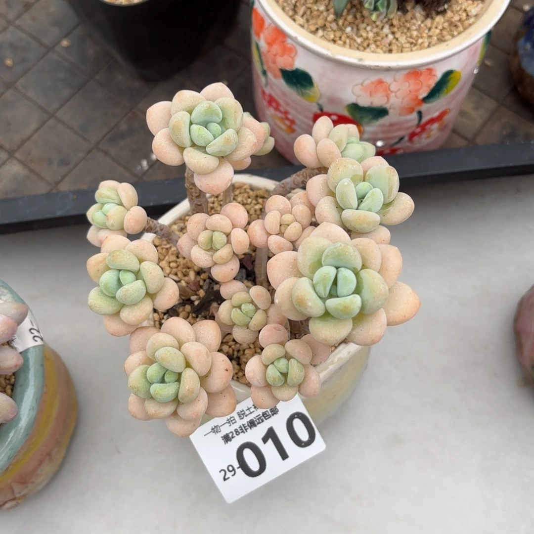 奶白糖老桩多肉多肉