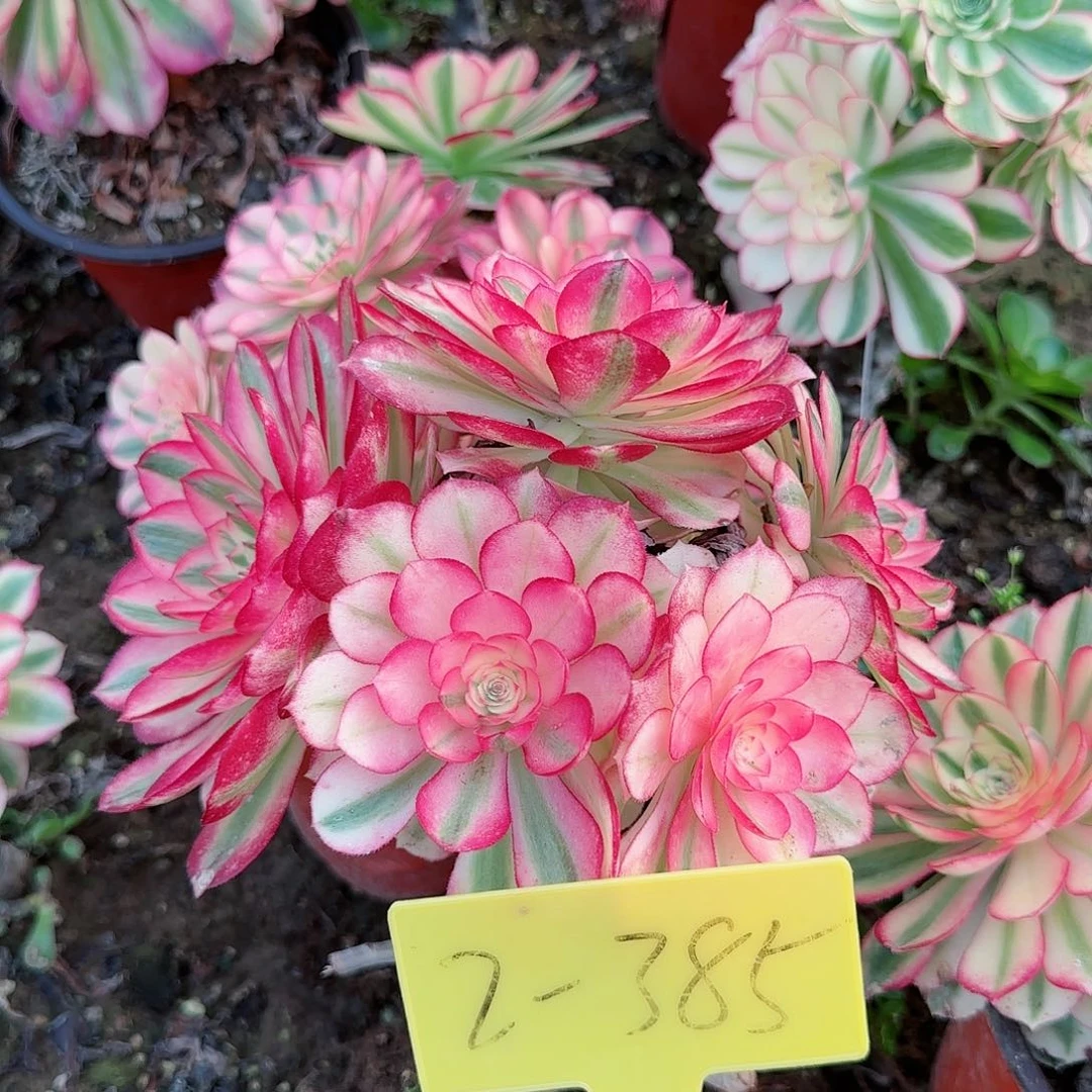 2-385---+倾城之恋多头