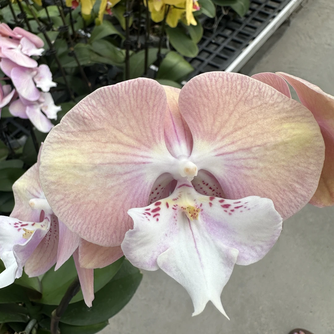 【彩虹独角兽3.0寸】蝴蝶兰鲜花盆栽