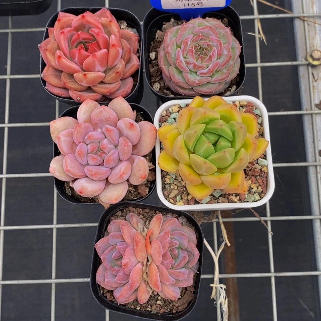 115-精品美肉五个