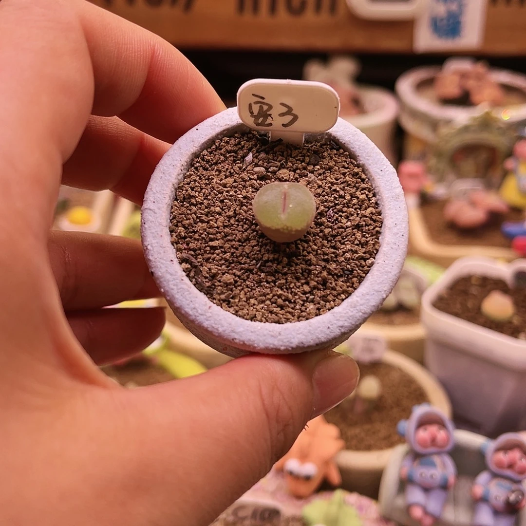 5年以上安格可带盆土发货