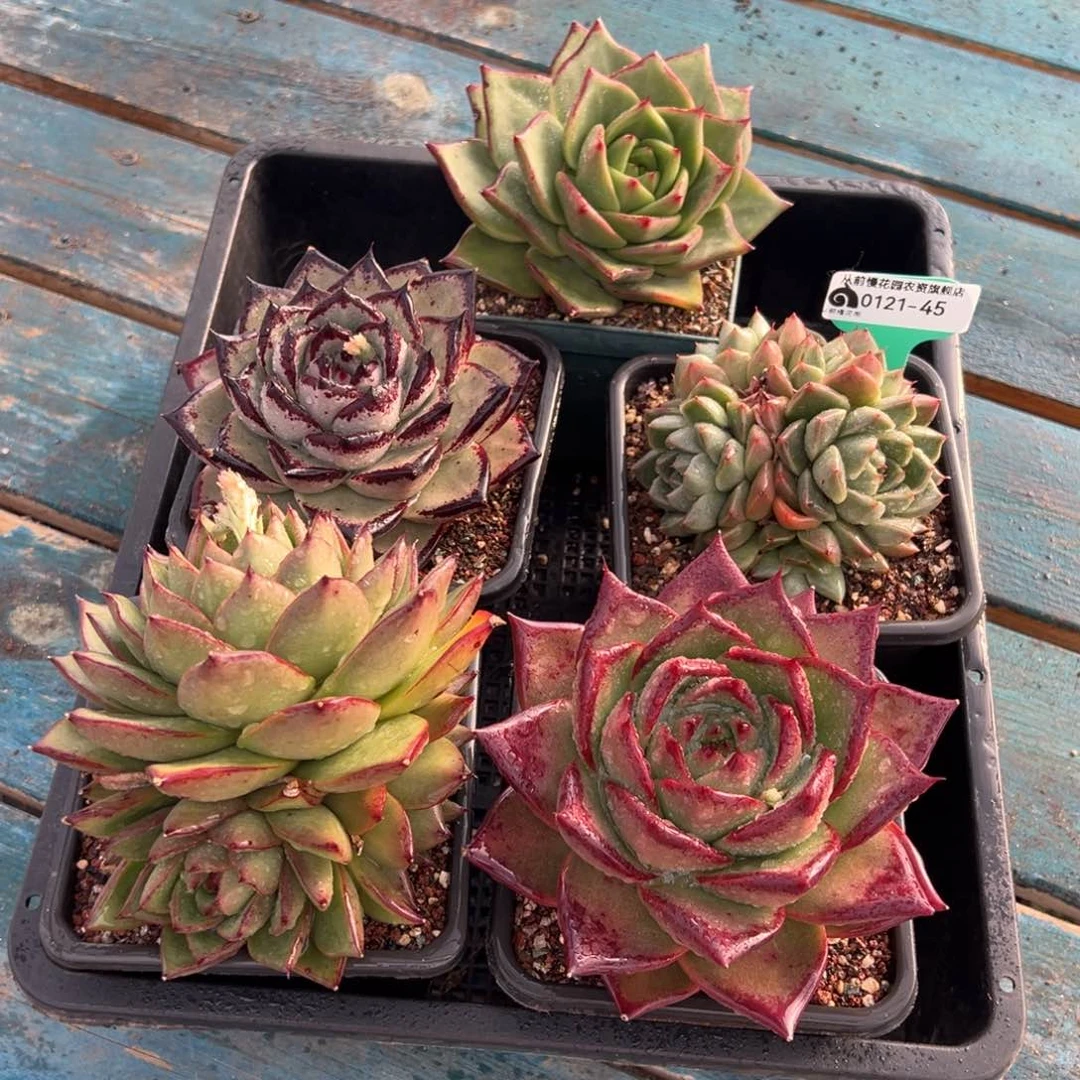 从前慢多肉精选编号0121.45