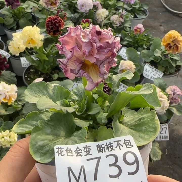 无花朵M739小苗默认苗晃零下5勿拍