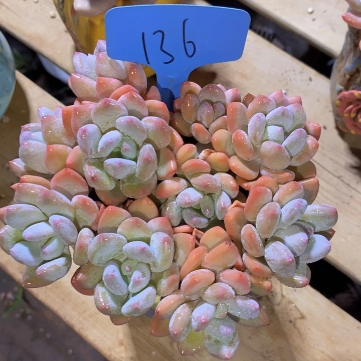 这样可不好呢吧哈哈笑