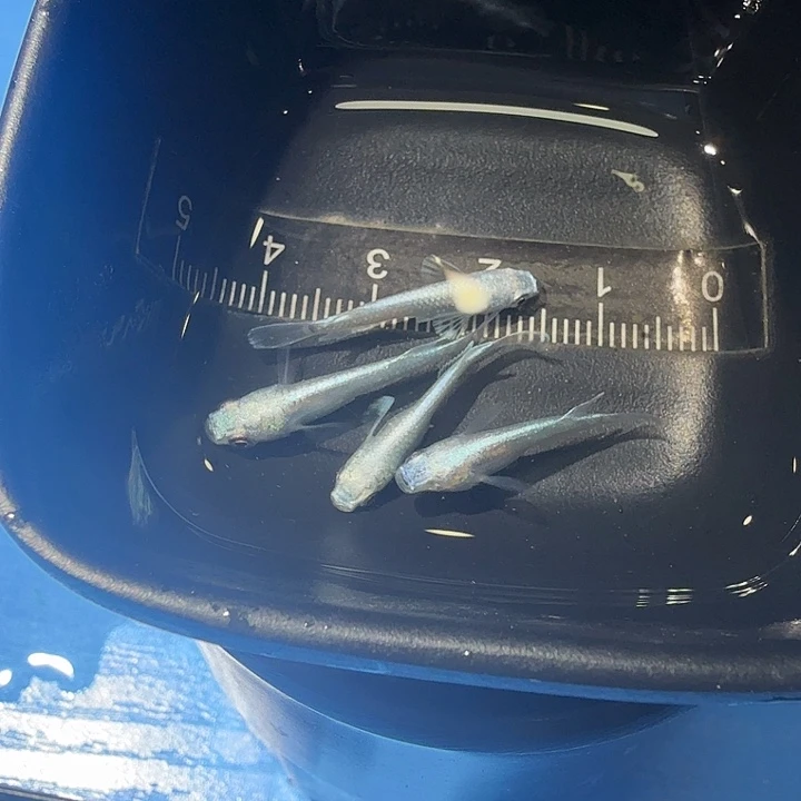 青鳉鱼12号拍品天使短鳍